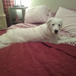 Meet your Posher, Dominga